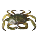 Bundle Tiere Set von 3 Krabbe Chamäleon Spinne