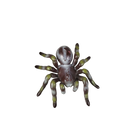 Bundle Tiere Set von 3 Krabbe Chamäleon Spinne