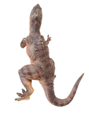 Schleich Tiere Tyrannosaurus Rex Dinosaurier Figur
