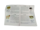 Tecnodidattica Leuchtglobus mit Tierillustrationen Lernspielzeug