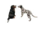 Schleich Tiere Bundle Hunde & Katzen 9 Teile Tierfiguren