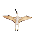 Schleich Tiere Quetzalcoatlus 14518 Dino Figur