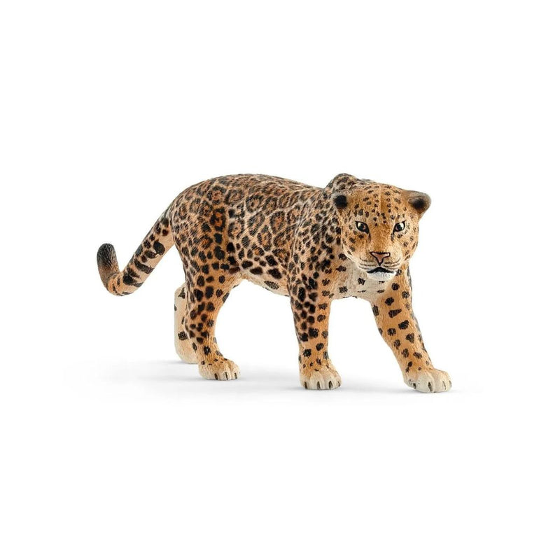 Safari - Jaguar