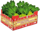 Stiege „Kohlrabi“