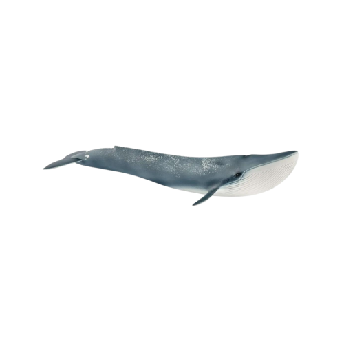 Forest &amp; Ocean - Blue Whale