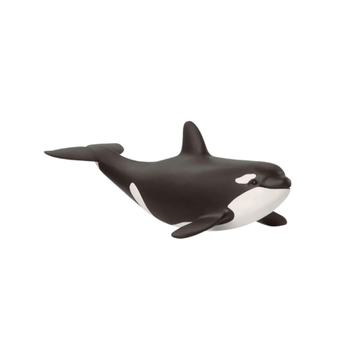 orca cub