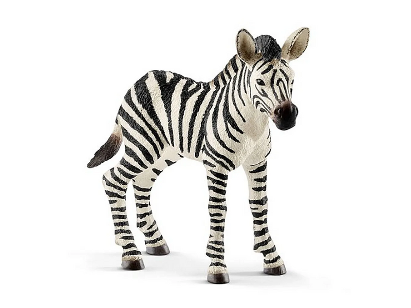 Safari - Zebra Fohlen