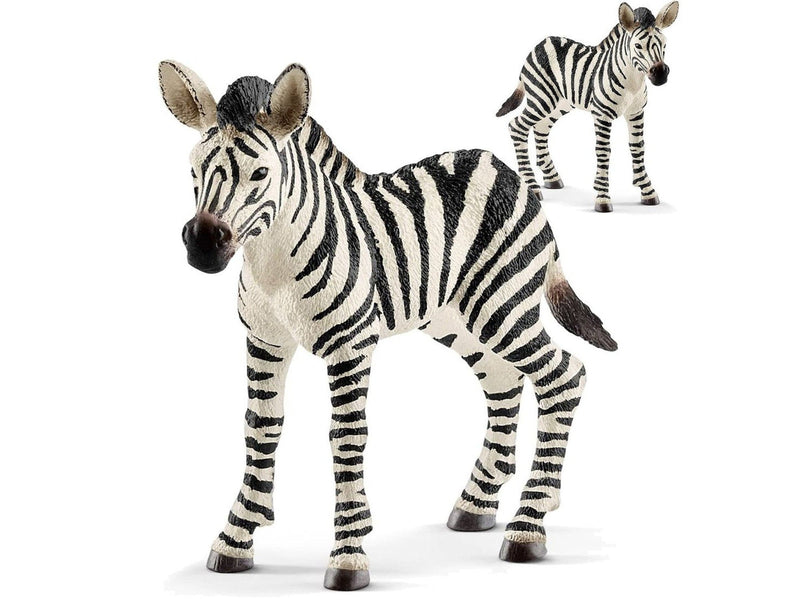 Safari - Zebra Fohlen