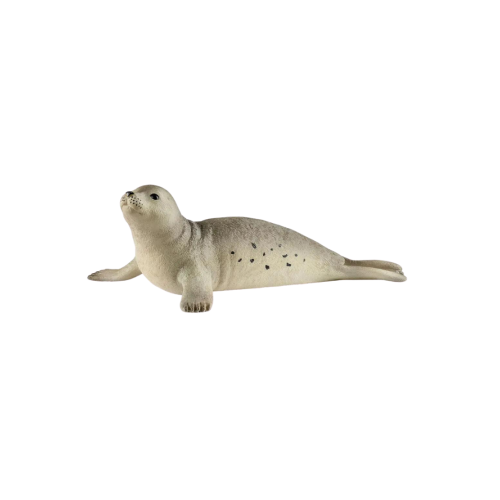 Ocean - Seal