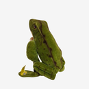 Steiff Frosch Froggy 2370.10