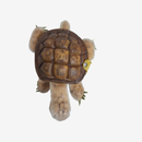 Steiff Schildkröte Slo 2310.00