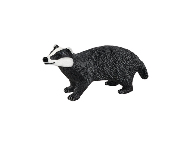 forest badger