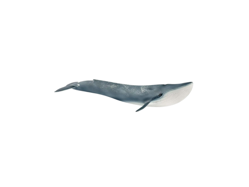 Forest &amp; Ocean - Blue Whale