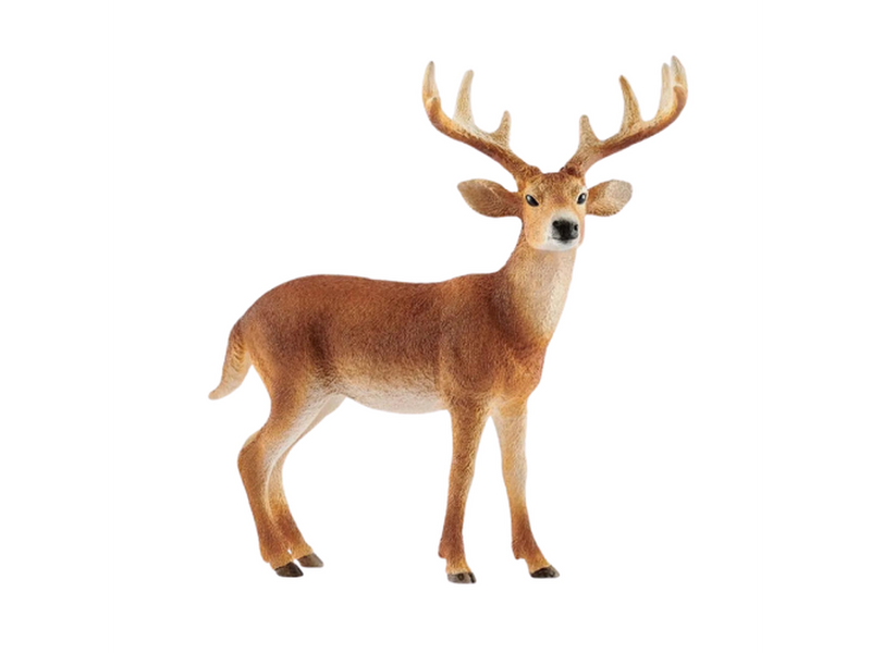 Forest &amp; Ocean - White-tailed Deer