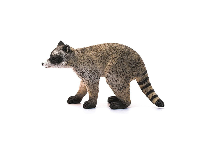 forest raccoon