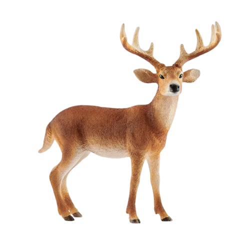 Forest &amp; Ocean - White-tailed Deer