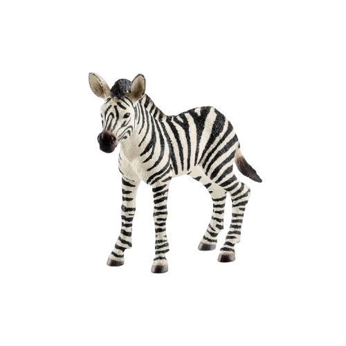 Safari - Zebra Fohlen