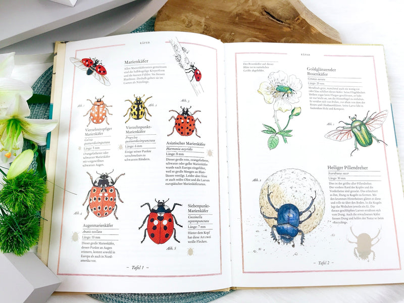 book "Fly, Butterfly, Honeybee - The World of Insects"