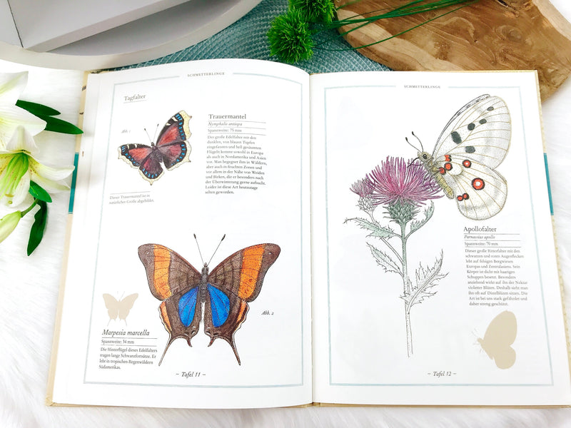 book "Fly, Butterfly, Honeybee - The World of Insects"