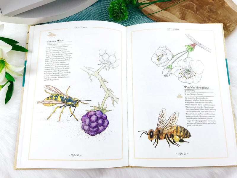 book "Fly, Butterfly, Honeybee - The World of Insects"